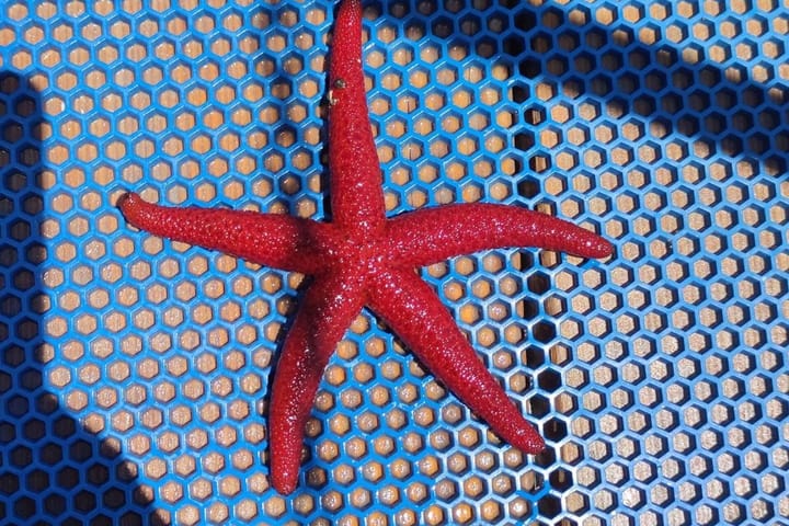 Hecho a medida Goleta (1994) para Charter - İzmir | #10944  - 9