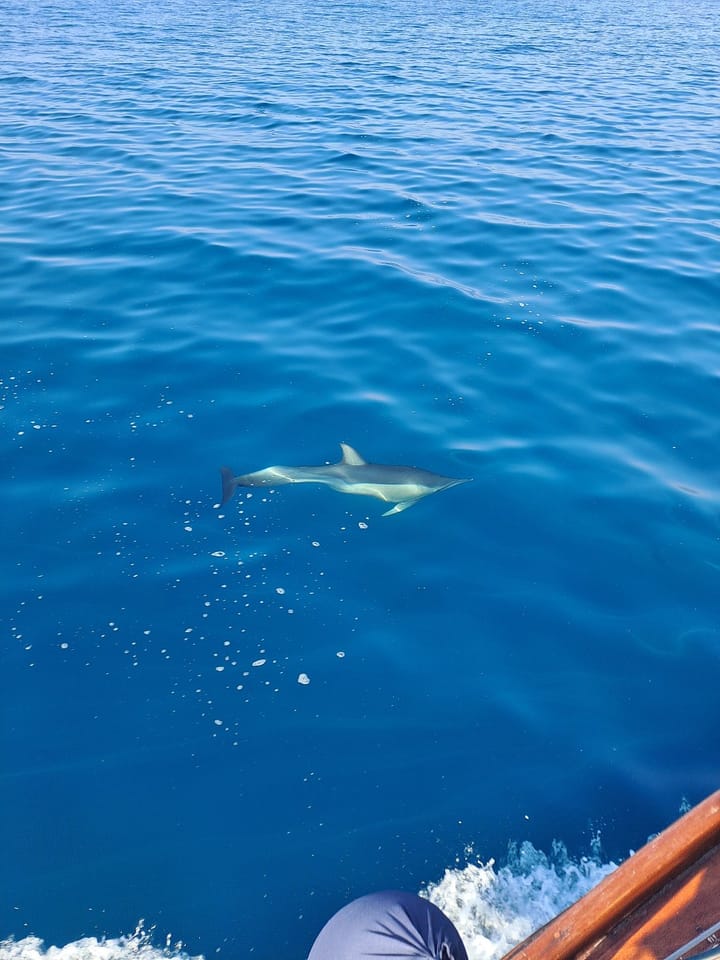 Fait sur mesure Gulet (2014) for Charter - Kusadasi | #20756 - 12