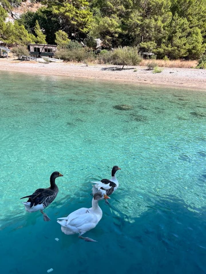 Fait sur mesure Gulet (2016) for Charter - Adrasan | #25337 - 16