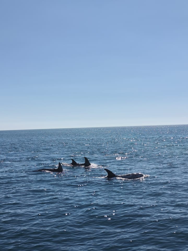 Catamaran Fountaine Pajot 44 (2026) for Charter - Portimao | #27817 - 6