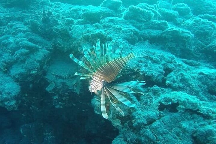 Özel Yapım Kiralık Gulet (2012) - Bodrum | #9045 - 29